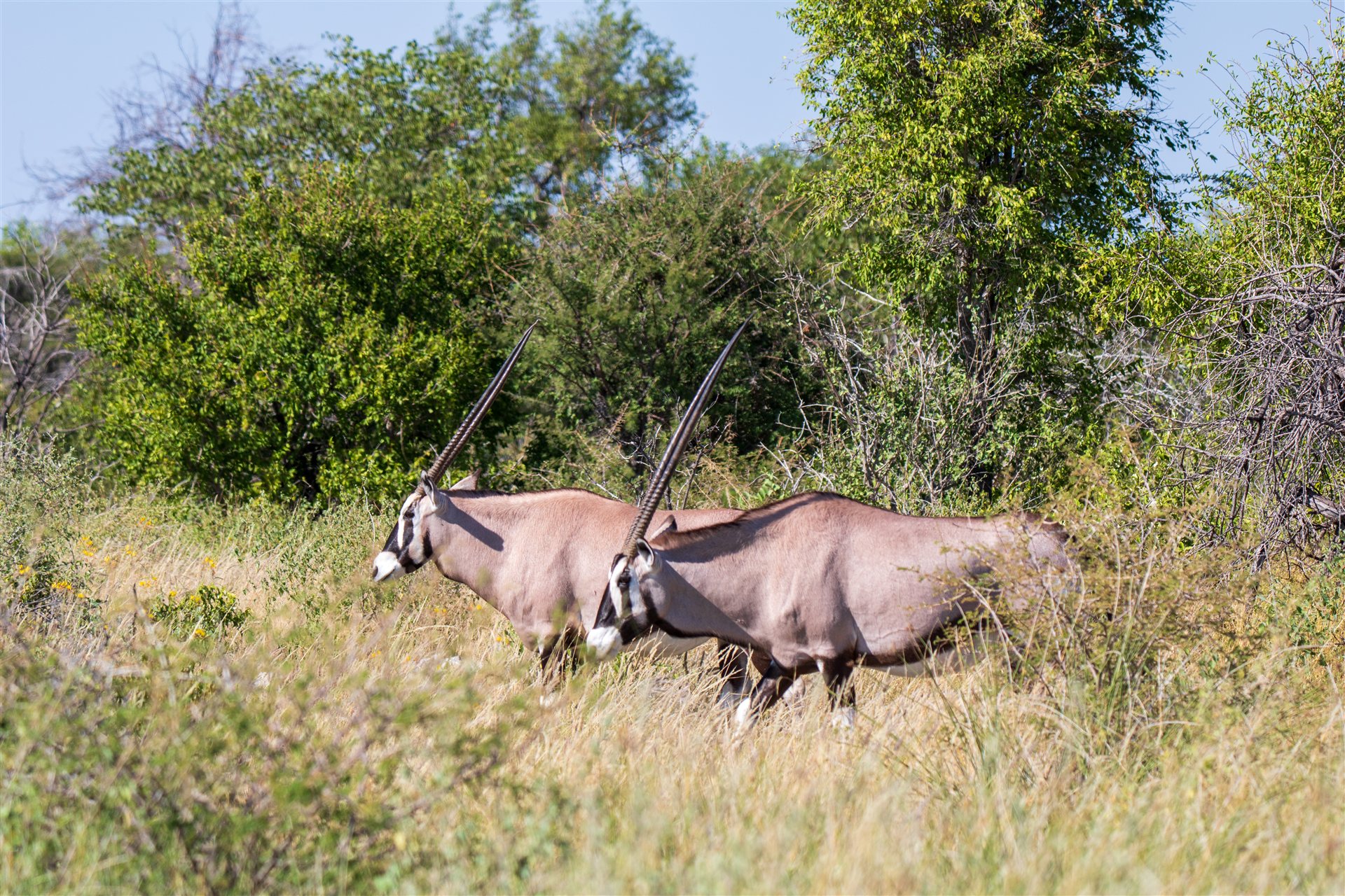 Namibia – Natur